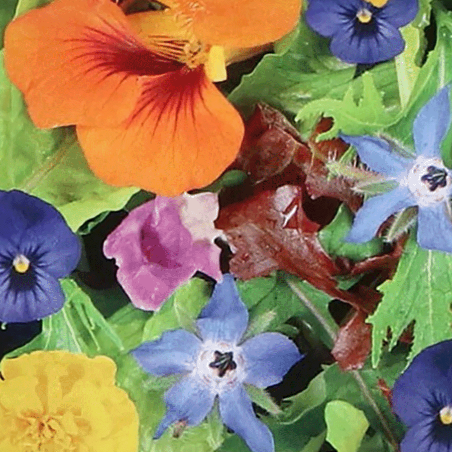 MRS Seeds & Mixtures Mélange de fleurs comestibles [fr]
