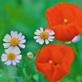 MRS Seeds & Mixtures Mélange de fleurs de champs sauvages - 6 espèces [fr]