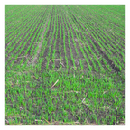 MRS Seeds & Mixtures Avoine japonaise [fr]