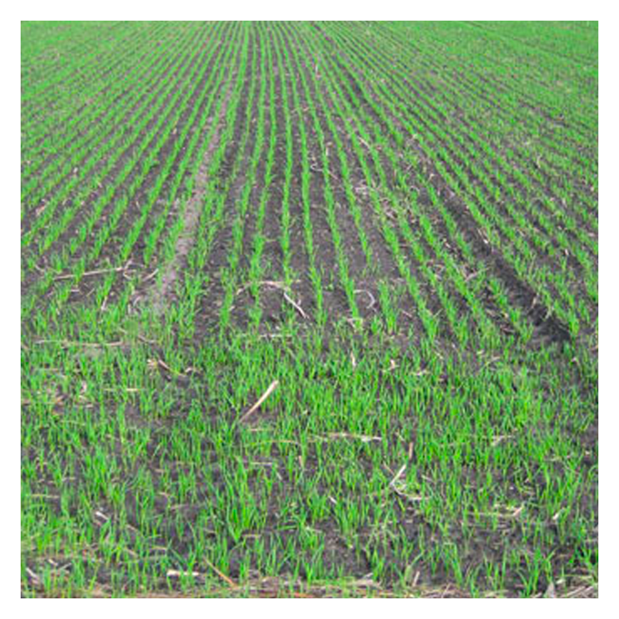 MRS Seeds & Mixtures Avoine japonaise [fr]