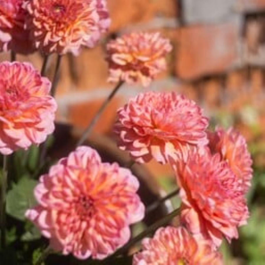 MRS Seeds & Mixtures Zinnia elegans - Salmon Queen [fr]