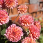 MRS Seeds & Mixtures Zinnia elegans - Salmon Queen [fr]