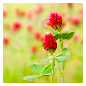 MRS Seeds & Mixtures Trèfle Incarnat - Trifolium incarnatum [fr]