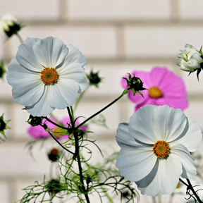 MRS Seeds & Mixtures Cosmos bipenné - Cosmos Sensation Mix [fr]