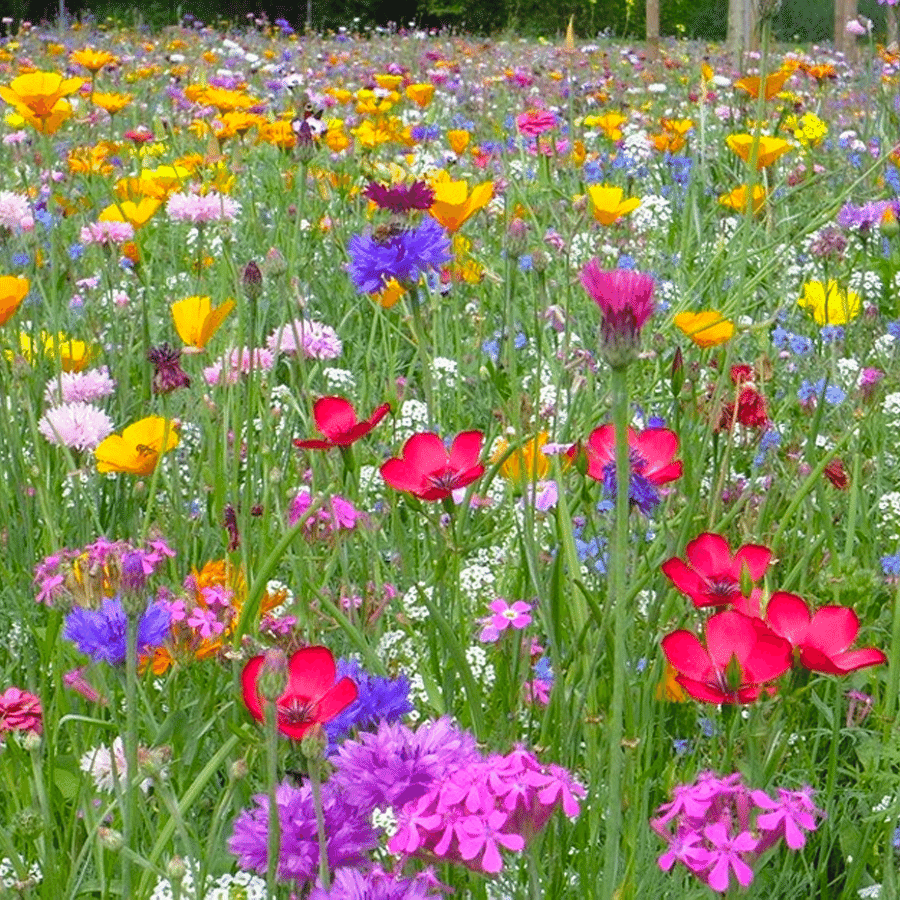 MRS Seeds & Mixtures Blumenrasen | Blumenwiese mit Grassamen [de]