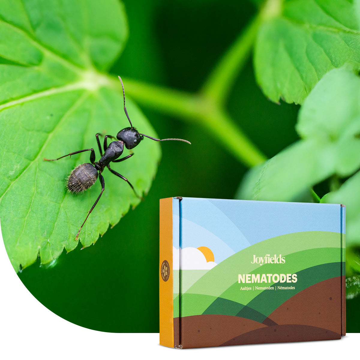 Joyfields Aaltjes tegen mieren (Steinernema feltiae)