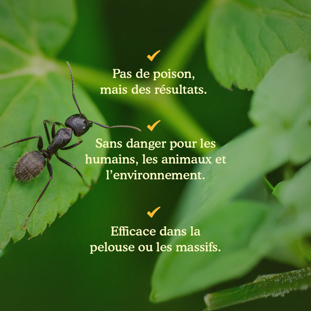 Joyfields Nematodes contre les fourmis (Steinernema feltiae) [fr]