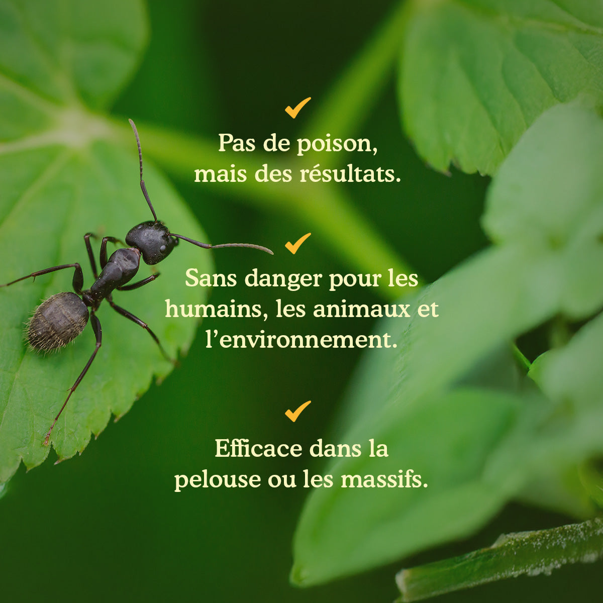 Joyfields Nematodes contre les fourmis (Steinernema feltiae) [fr]