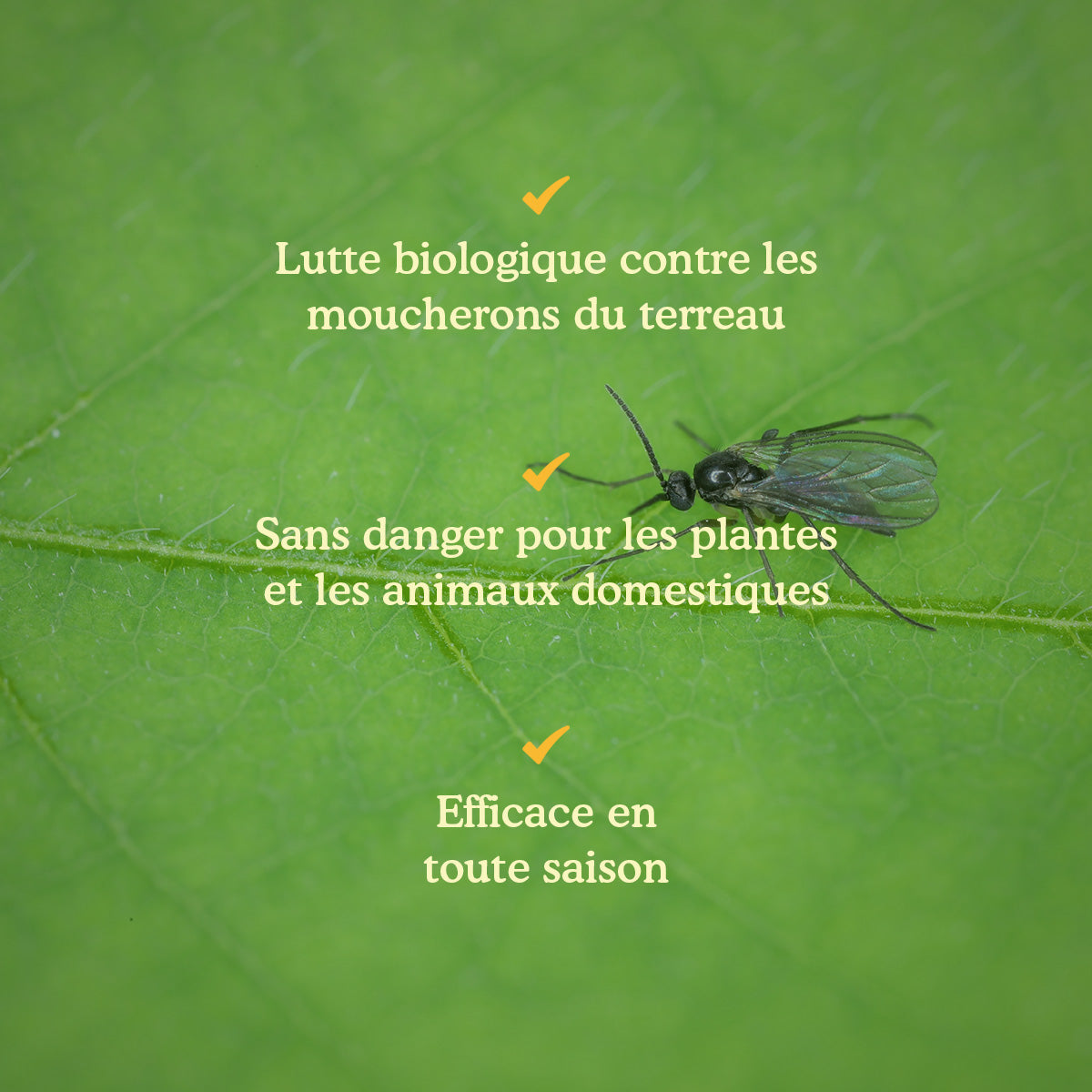 Joyfields Nematodes contre les moucherons du terreau (Steinernema feltiae) [fr]