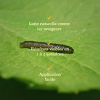 Joyfields Nématodes contre les larves de tipules (Heterorhabditis bacteriophora) [fr]
