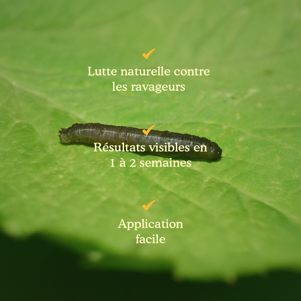 Joyfields Nématodes contre les larves de tipules (Heterorhabditis bacteriophora) [fr]