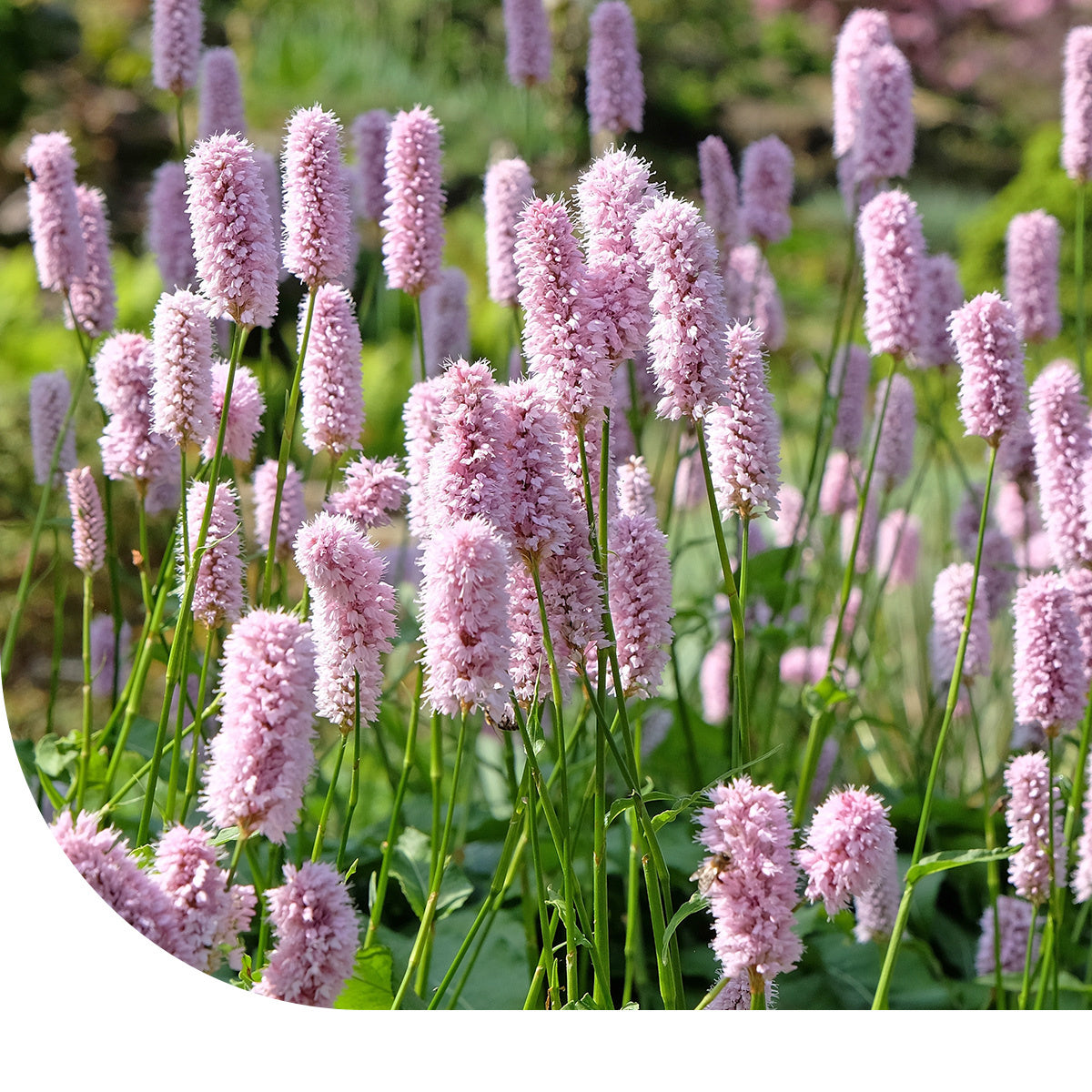 Cumin (Cuminum cyminum) graines Cumin (Cuminum cyminum) graines