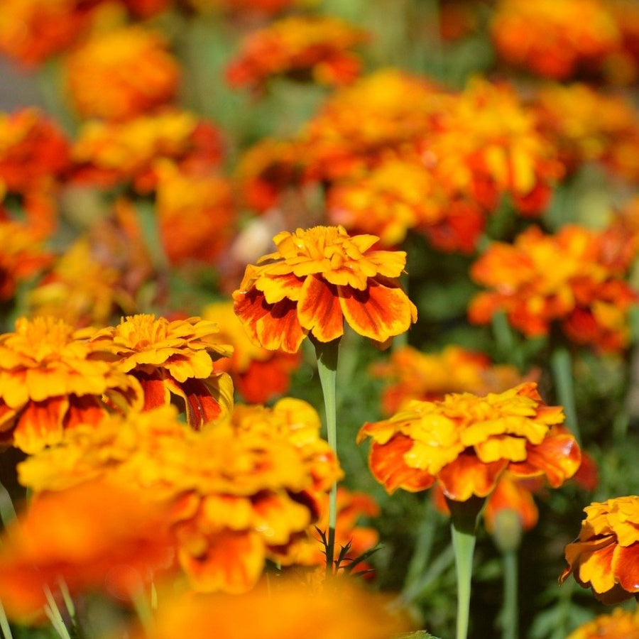 MRS Seeds & Mixtures Afrikaantjes - Tagetes Patula [nl]