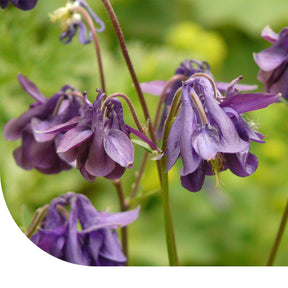 MRS Seeds & Mixtures Akelei - Aquilegia vulgaris