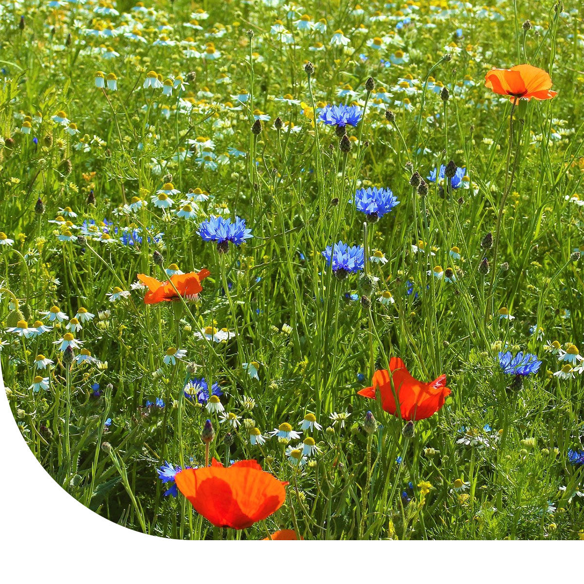 MRS Seeds & Mixtures Akkerflora 6-tal