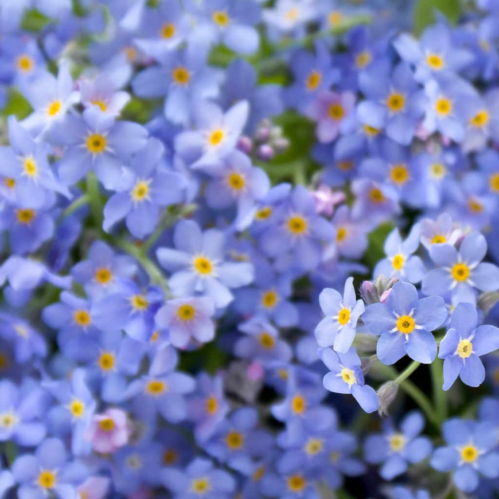 MRS Seeds & Mixtures Akkervergeet-mij-nietje – Myosotis arvensis