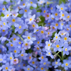 MRS Seeds & Mixtures Akkervergeet-mij-nietje – Myosotis arvensis