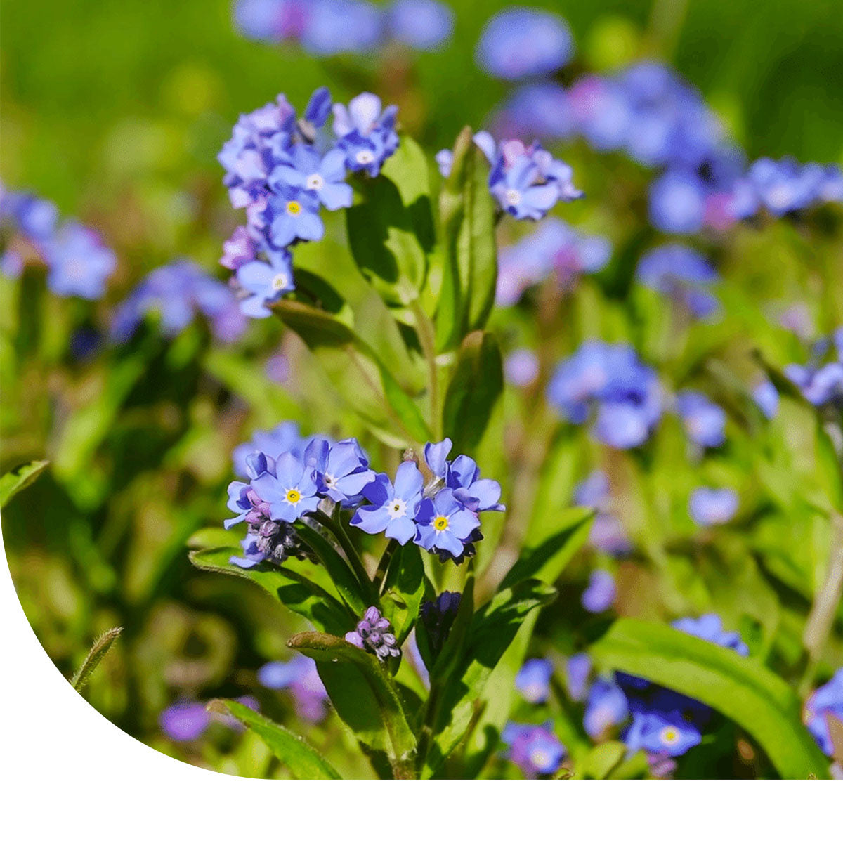 Anchusa – Anchusa capensis | MRS Seeds – Mulder Retail B.V.