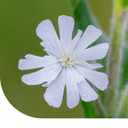 MRS Seeds & Mixtures Avondkoekoeksbloem - Silene latifolia
