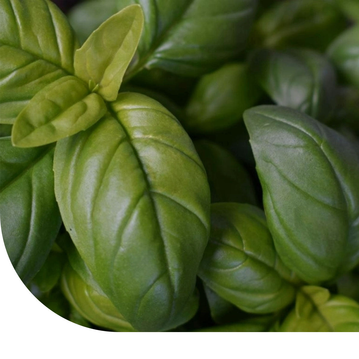 MRS Seeds & Mixtures Basilicum zaden - Italiano Classico