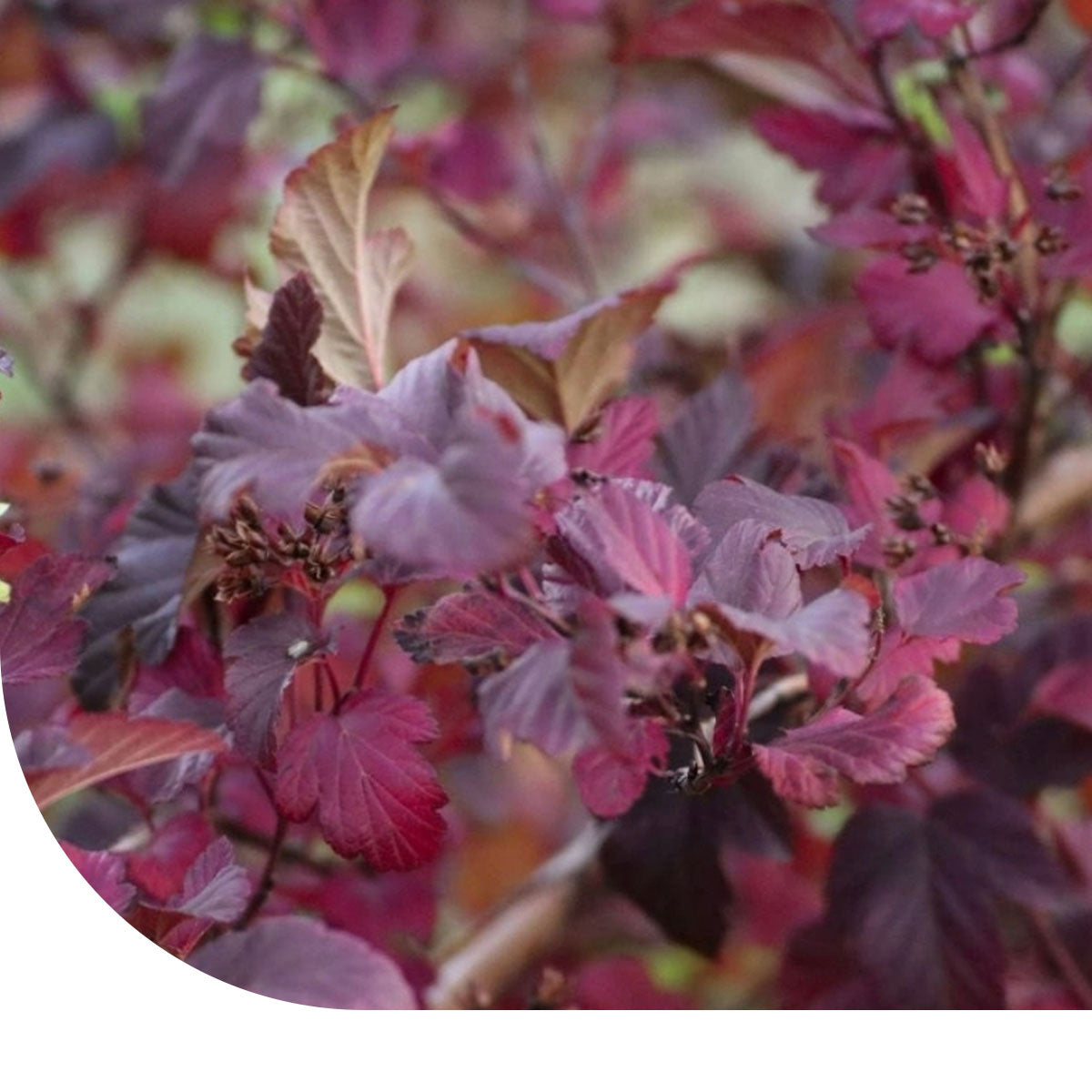 MRS Seeds & Mixtures Basilicum zaden - Red Rubin