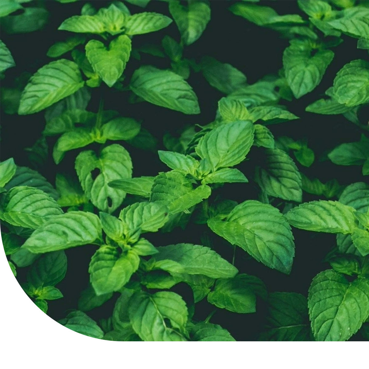 MRS Seeds & Mixtures Basilicum zaden - Thai