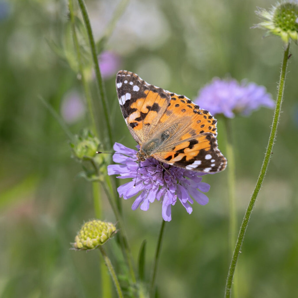 MRS Seeds & Mixtures Beemdkroon – Knautia arvensis