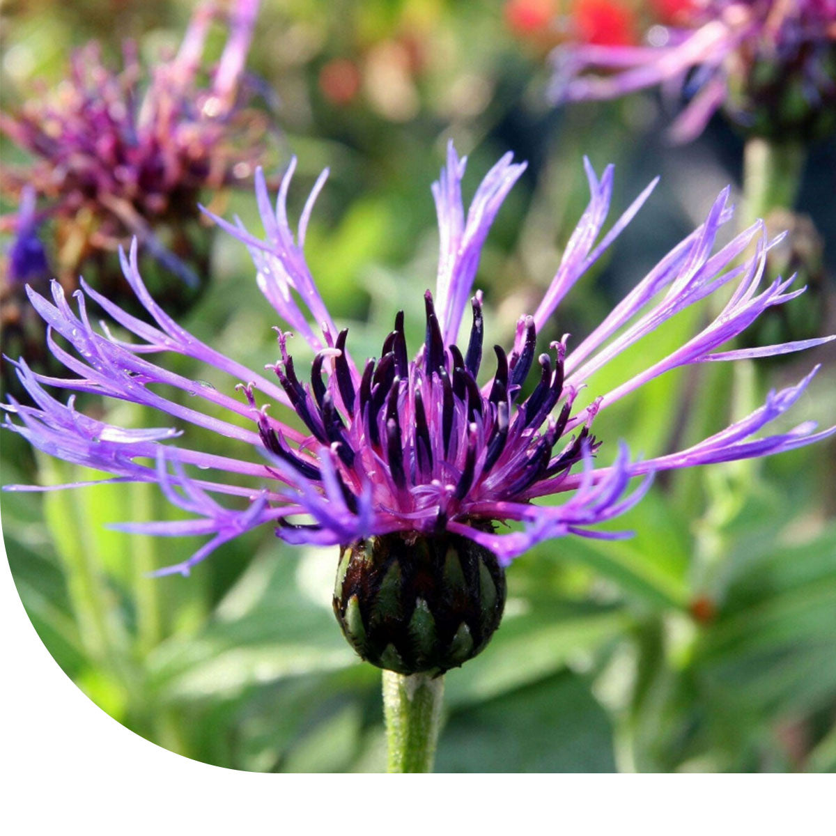 MRS Seeds & Mixtures Bergcentaurie - Centaurea montana