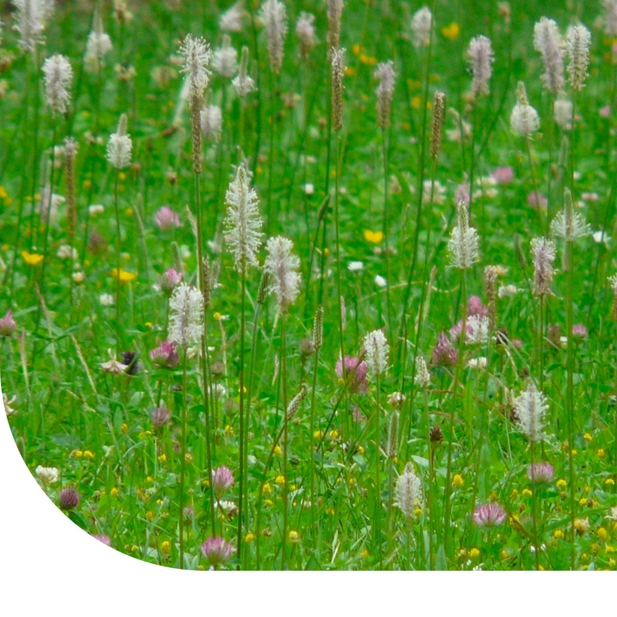 MRS Seeds & Mixtures Beweidingsmengsel veengrond - Type BWV1