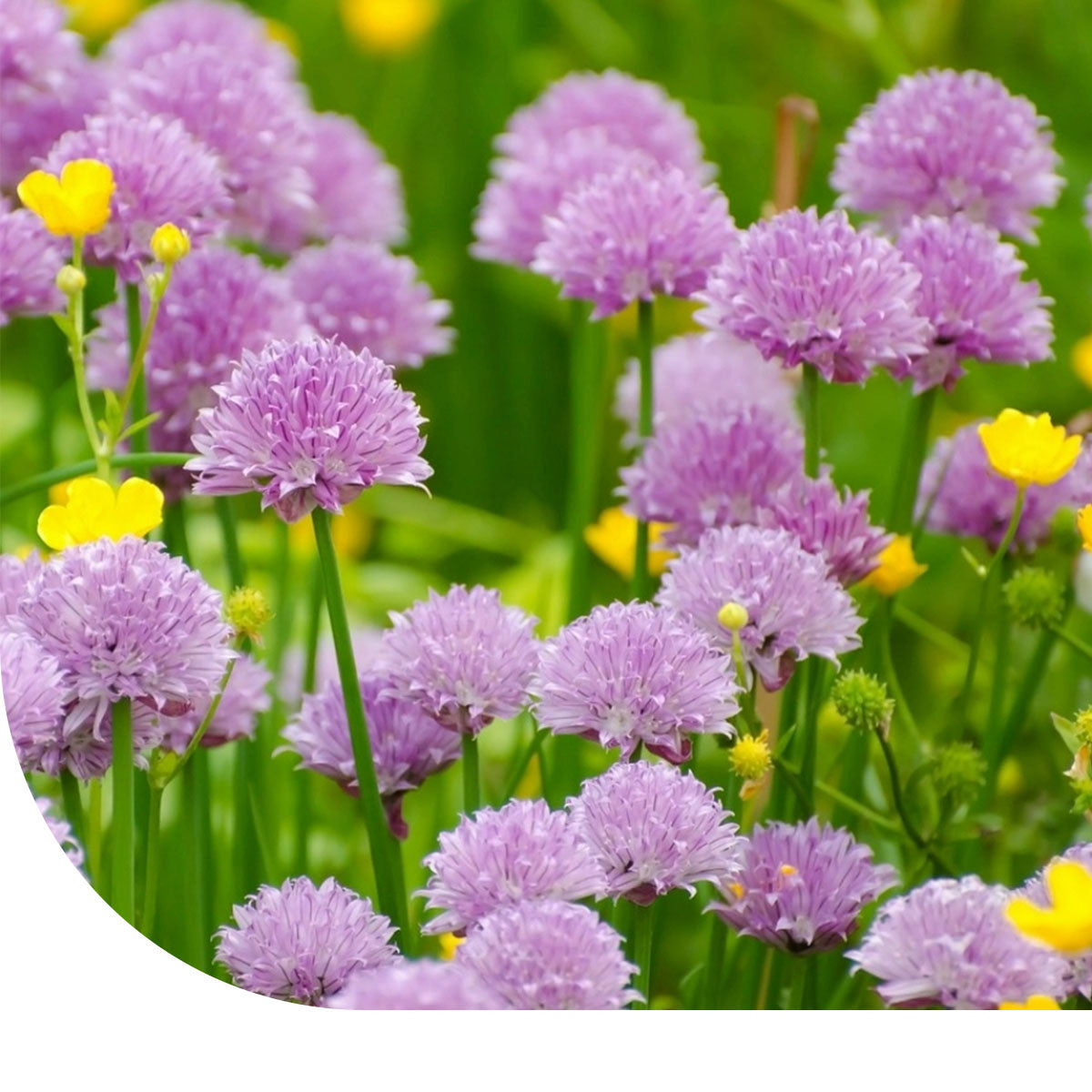 MRS Seeds & Mixtures Bieslook zaden - Fijn