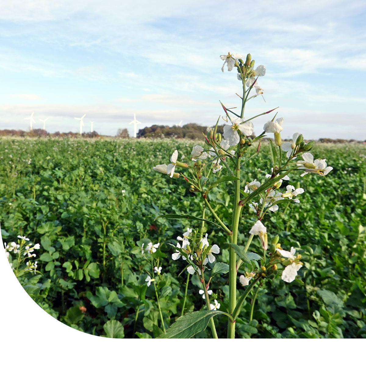 MRS Seeds & Mixtures Bladrammenas