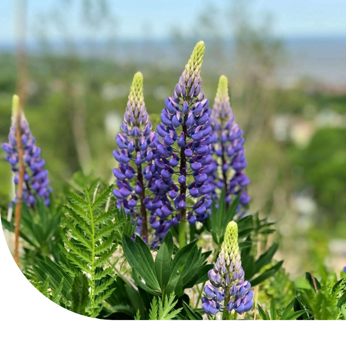 MRS Seeds & Mixtures Blauwe Lupine - Lupinus angustifolius
