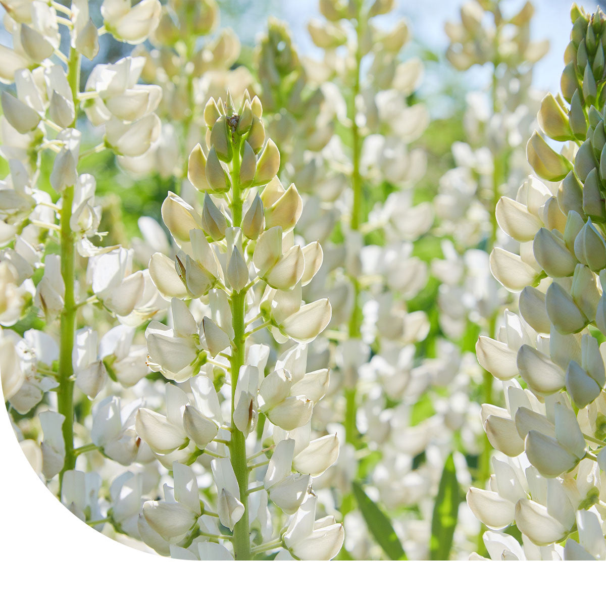 MRS Seeds & Mixtures Blauwe Zoete Lupine - Lupinus angustifolius