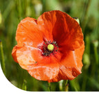 MRS Seeds & Mixtures Bleke klaproos - Papaver dubium
