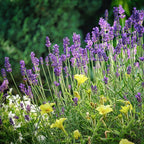 MRS Seeds & Mixtures Bloemenmengsel Geurende tuinen 1-jarig