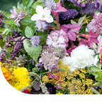 MRS Seeds & Mixtures Bloemenmengsel Geurende tuinen 1-jarig