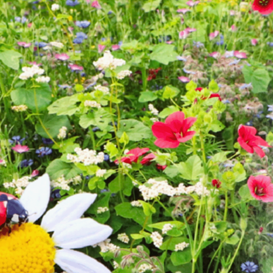MRS Seeds & Mixtures Bloemenmengsel voor Lieveheersbeestjes