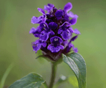 Fleurs vivaces