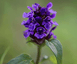 Fleurs vivaces