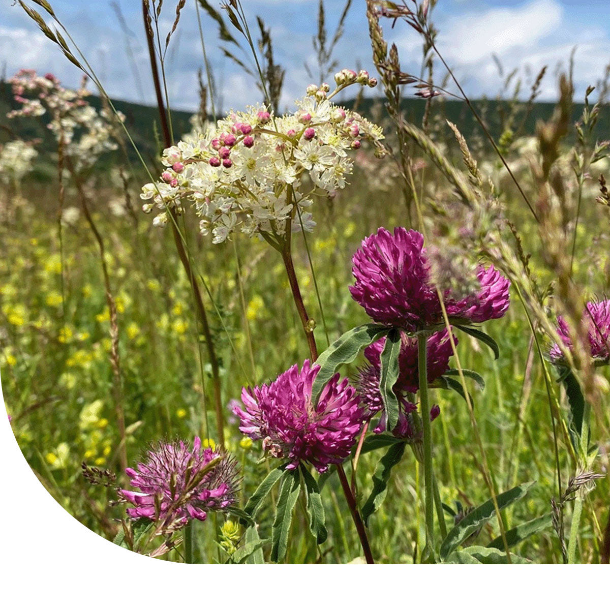 MRS Seeds & Mixtures BW1 - Inheems Beweidingsmengsel Paard [nl]