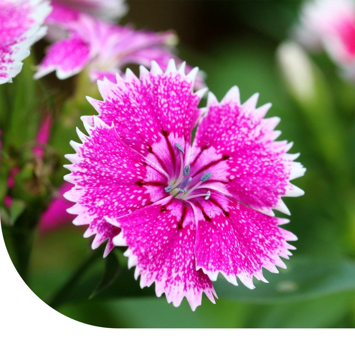 MRS Seeds & Mixtures Chinese Anjer gemengd - Dianthus chinensis