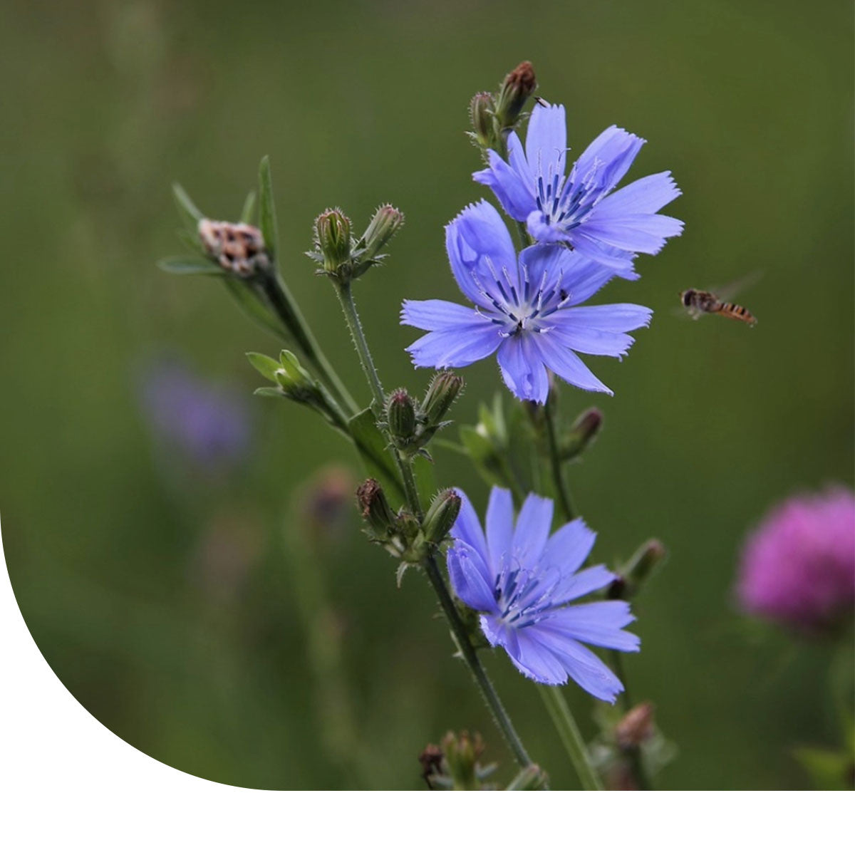MRS Seeds & Mixtures Cichorei ‘Choice’ - Cichorium