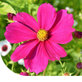 MRS Seeds & Mixtures Cosmea bipinnatus 'Dazzler'