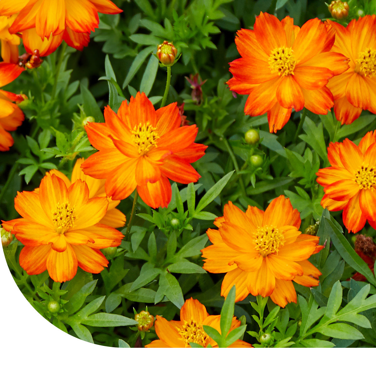 MRS Seeds & Mixtures Cosmea gemengd 'Ladybird' - Cosmos sulphureus [nl]