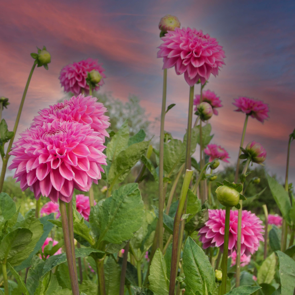 MRS Seeds & Mixtures Dahlia Variabilis - Unwin's Hybride gemengd