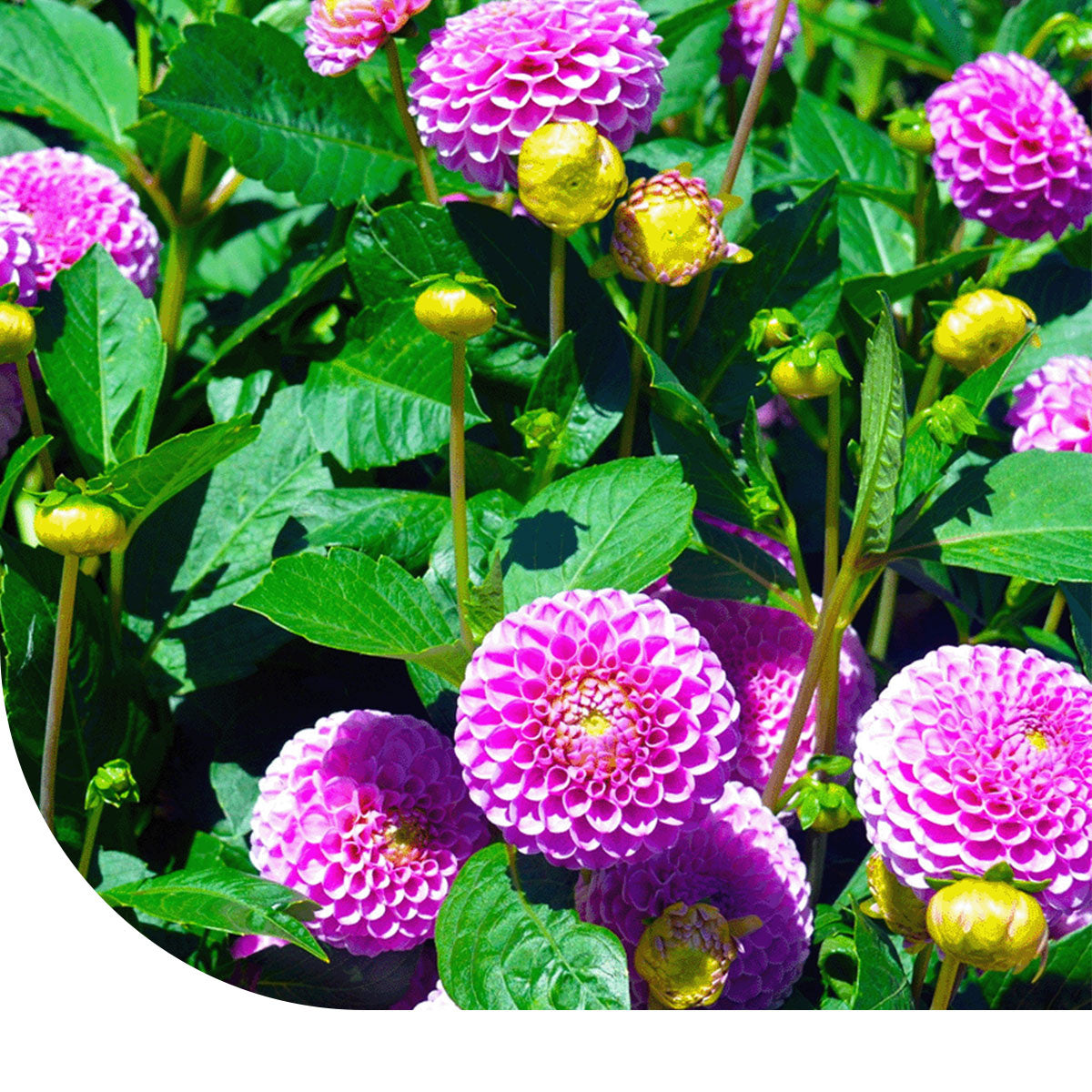 MRS Seeds & Mixtures Dahlia Variabilis - Unwin's Hybride gemengd