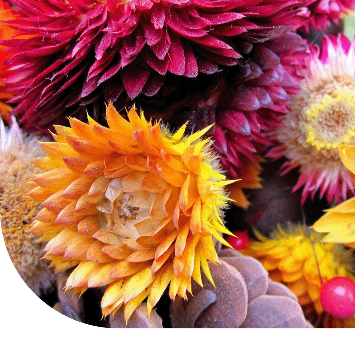 MRS Seeds & Mixtures Droogbloemenmengsel - 13 soorten