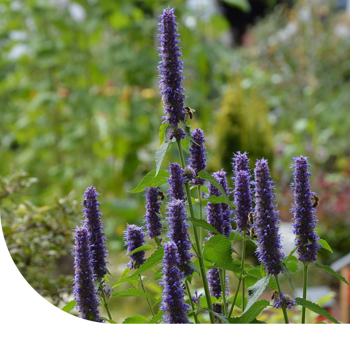 MRS Seeds & Mixtures Dropplant - Agastache foeniculum