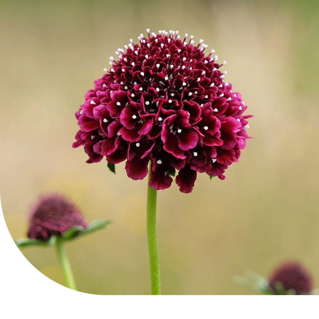 MRS Seeds & Mixtures Duifkruid gemengd - Scabiosa atropurpurea