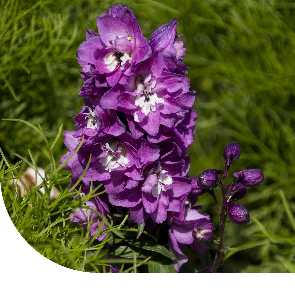 MRS Seeds & Mixtures Dwerg Ridderspoor - Delphinium ajacis